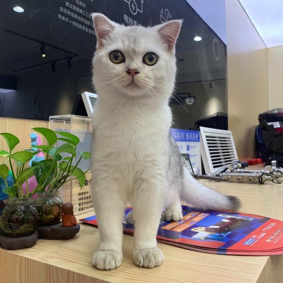 饭桶是个猫