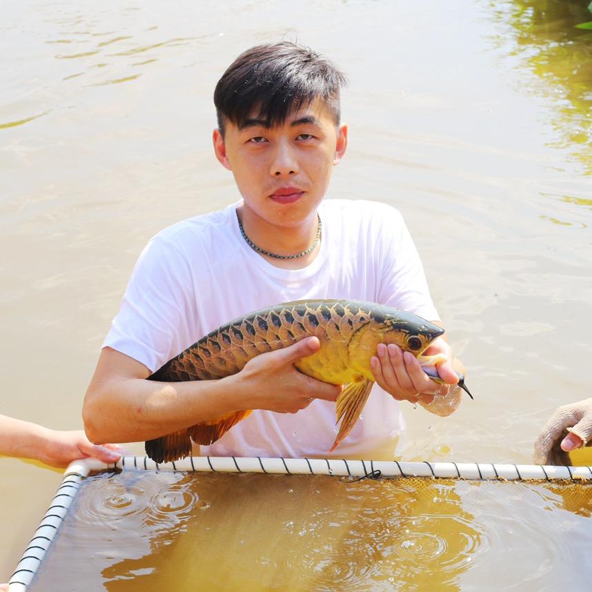 三巴旺古典金龙中国总代理