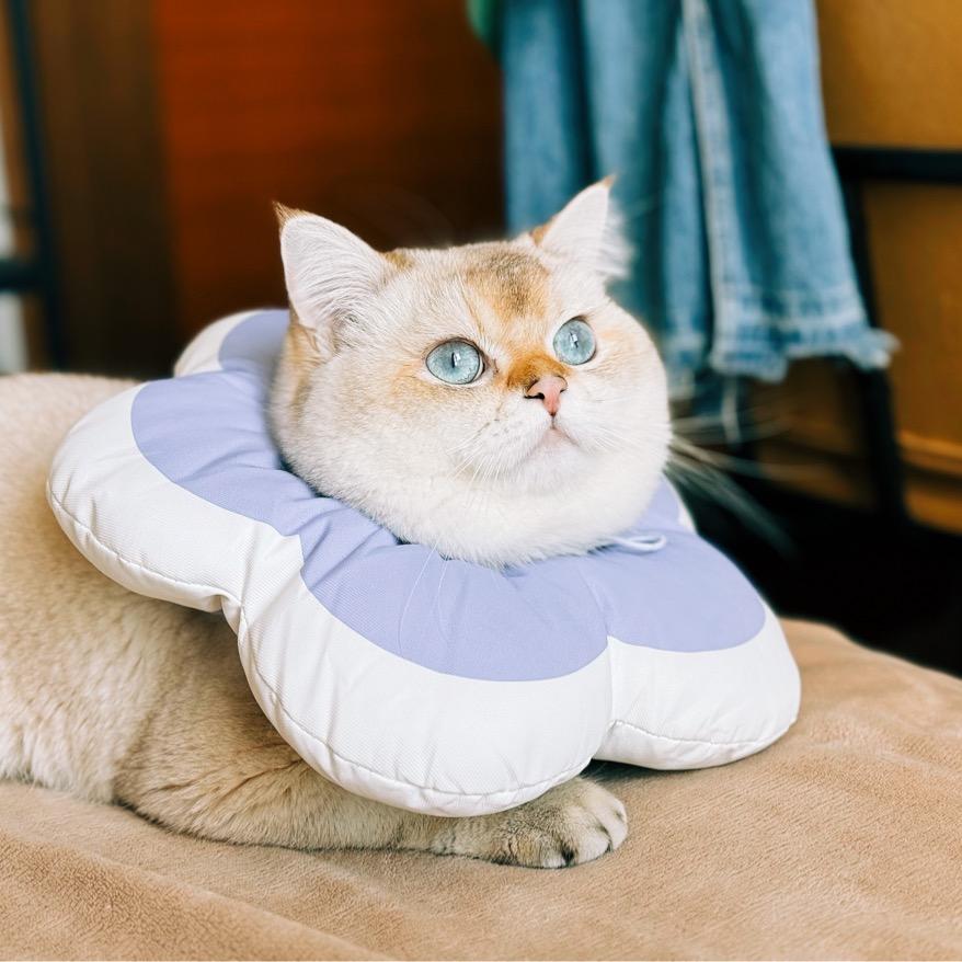 旺财呗