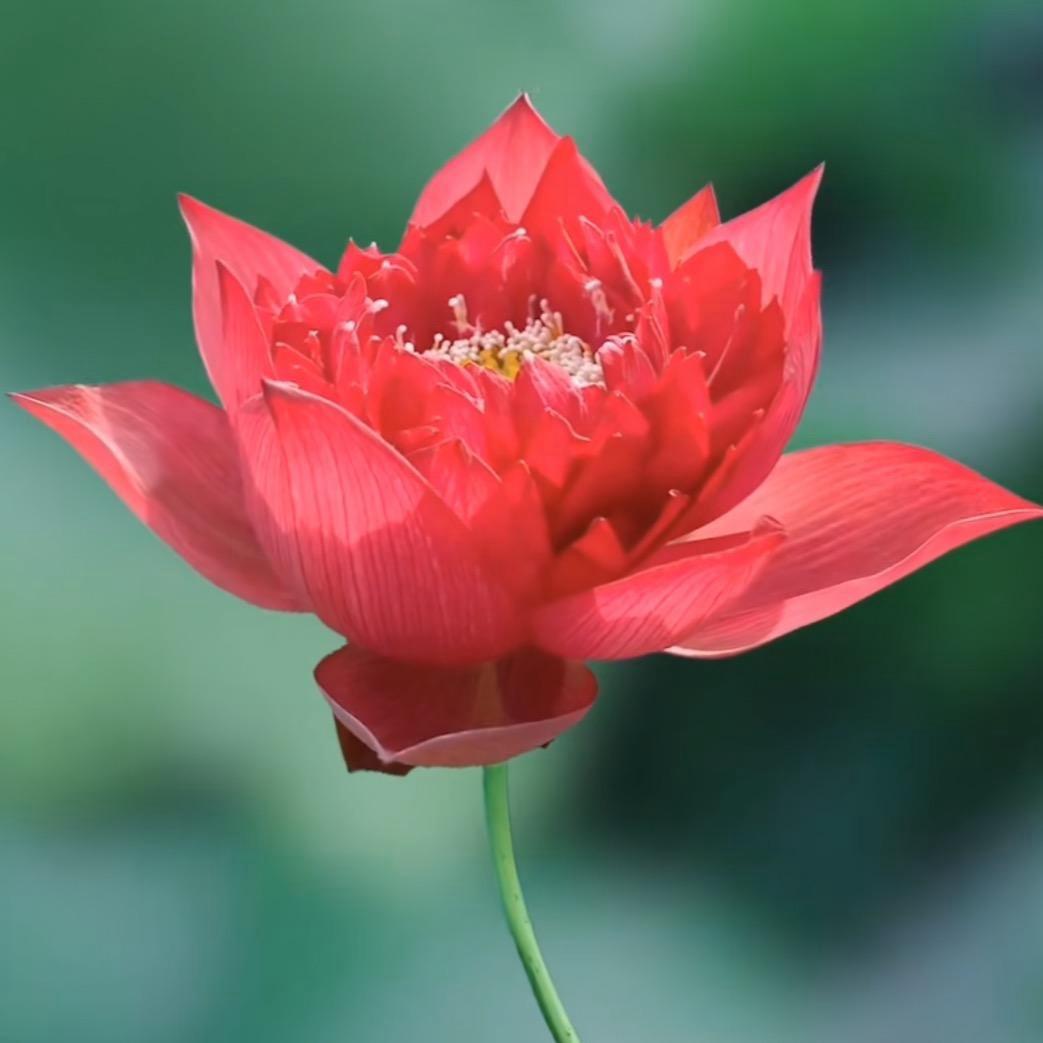 小摩托【摩托队】