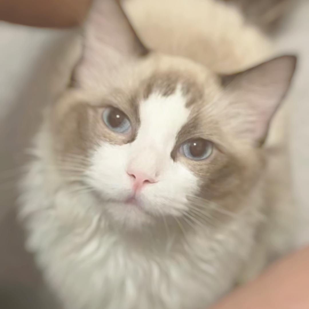 小喵大壮
