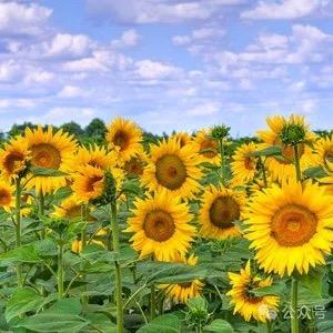 燕子的后半生🌻🌻🌻（思念一生）