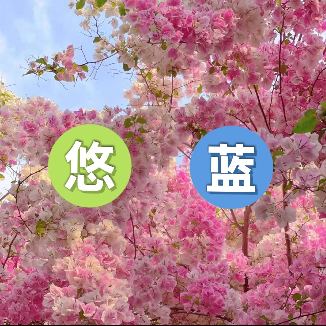 悠蓝花卉三角梅