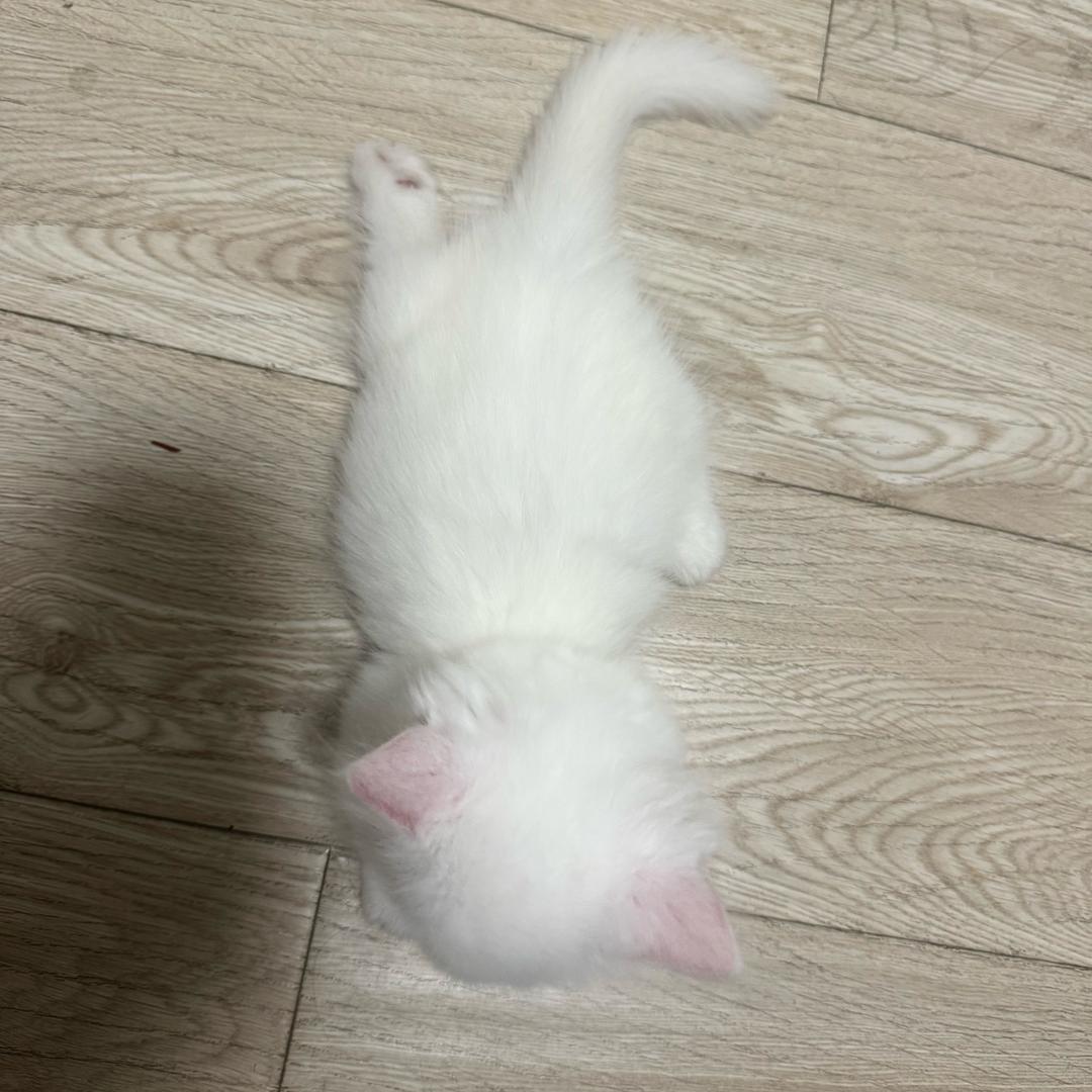 奶球小笨蛋