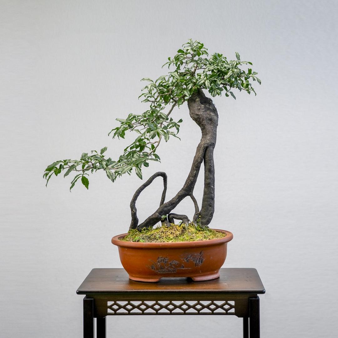荒原野草金弹子