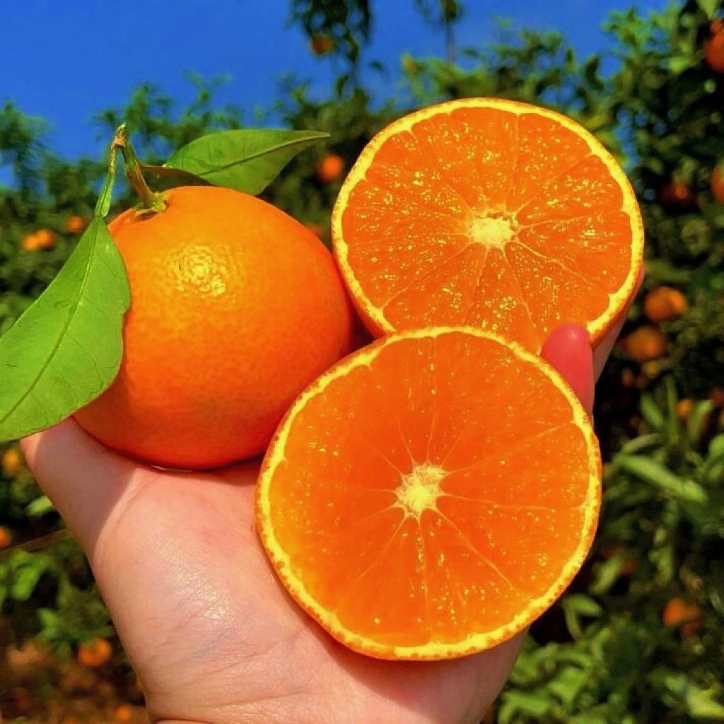 泡泡38号爱媛果冻橙
