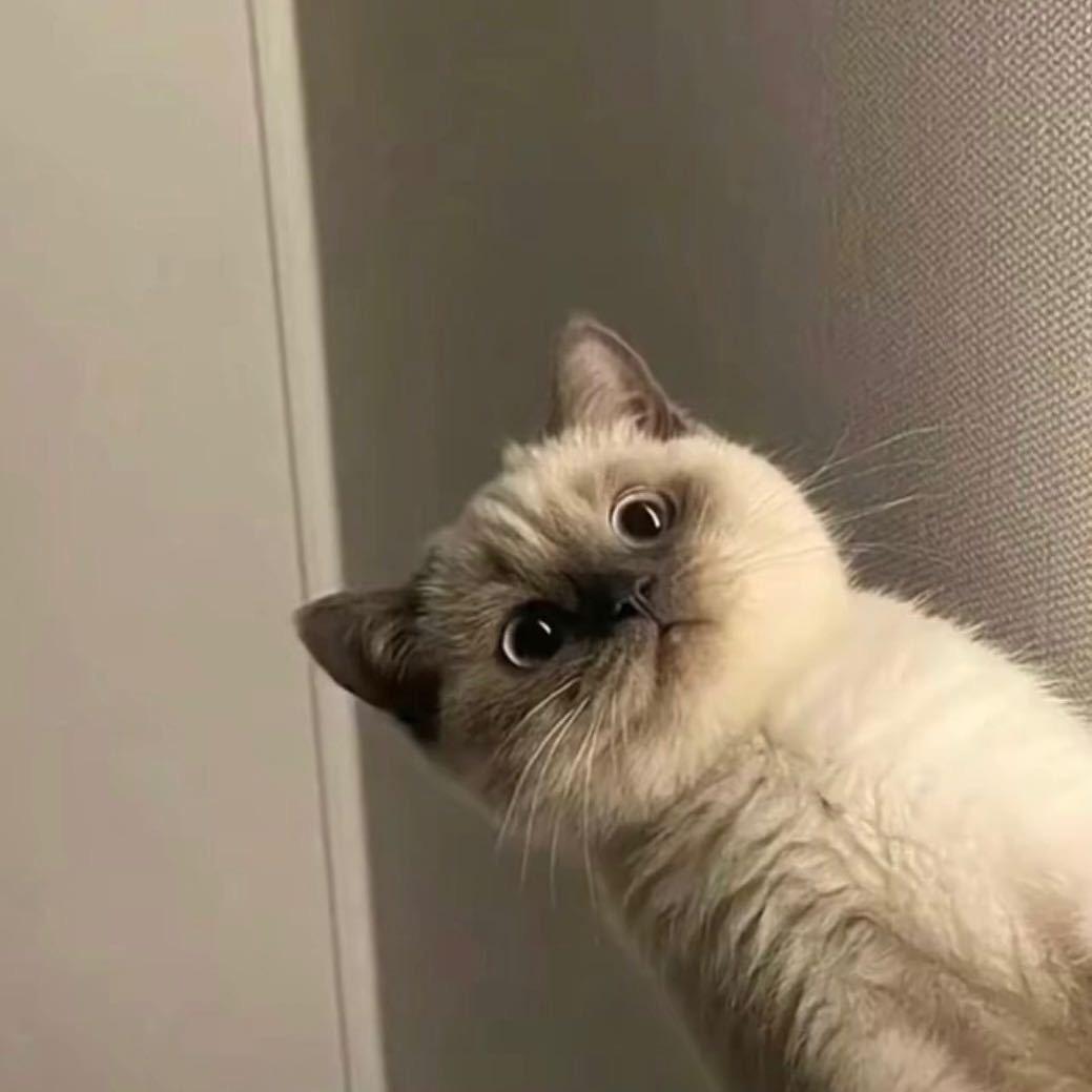 Zzz〽️
