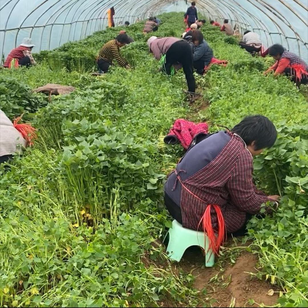 兰山区程景商贸经营中心的头像