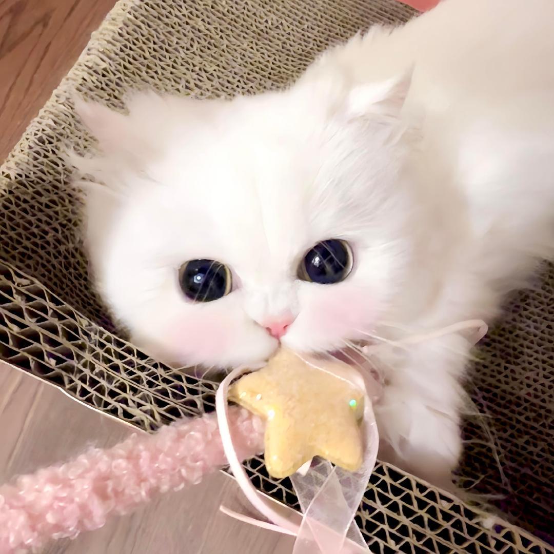 小羽ovo