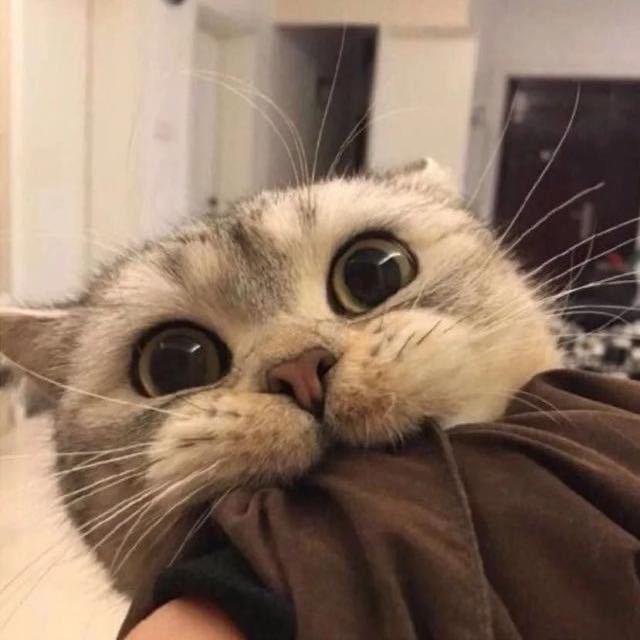 QZ