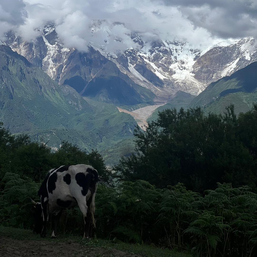 吉祥止止植物学