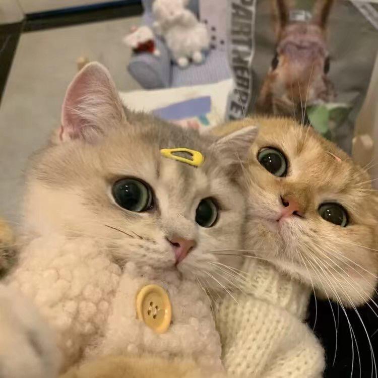纯纯鱼冻