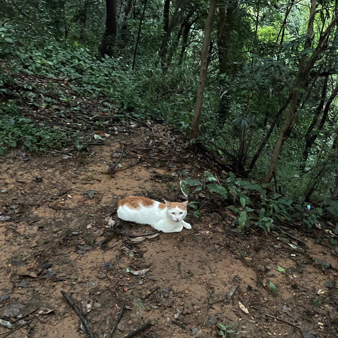 顺