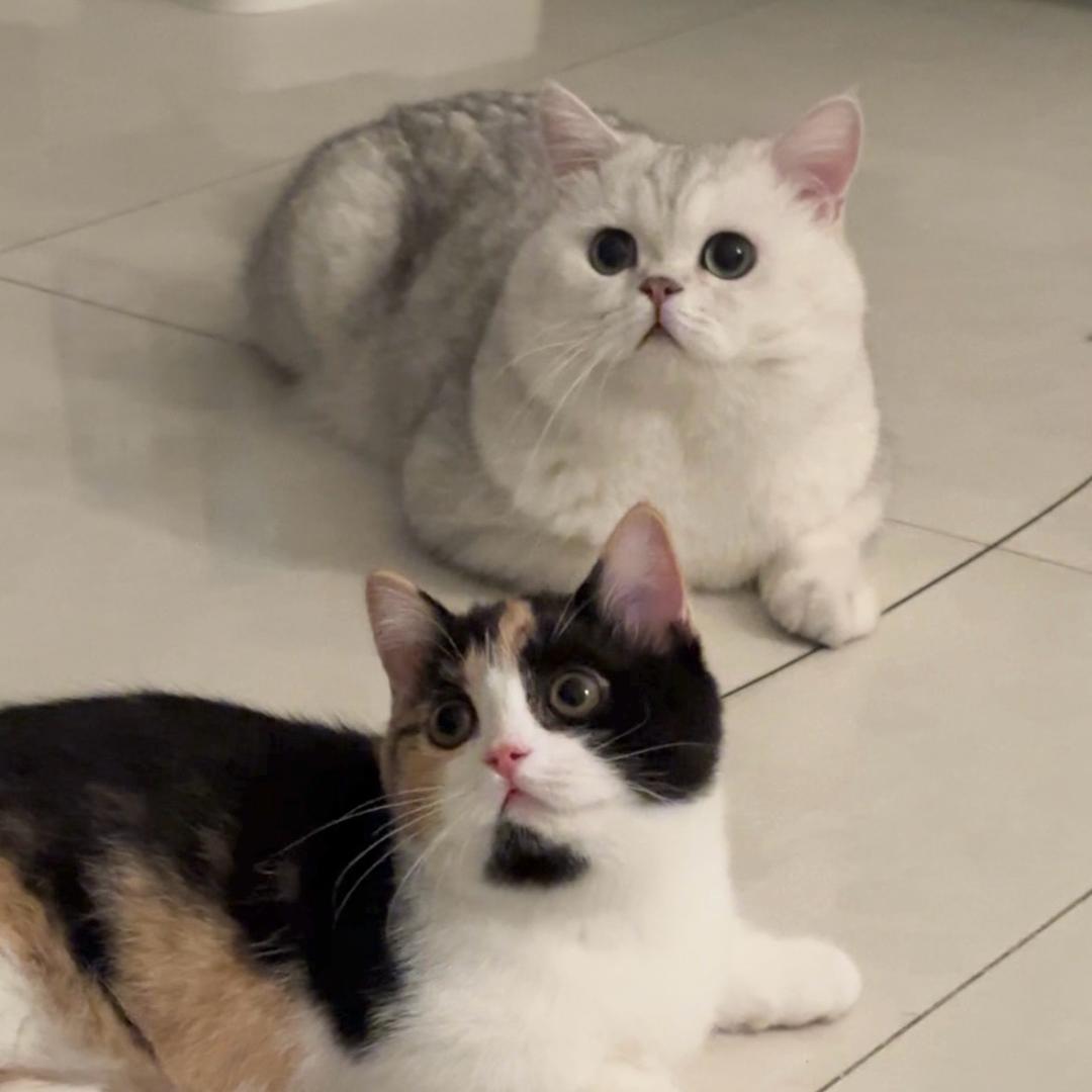 就我俩猫
