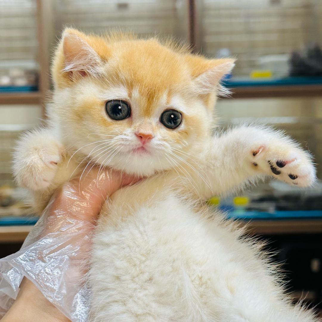 广州暧咪空中猫🐱舍（Cici）