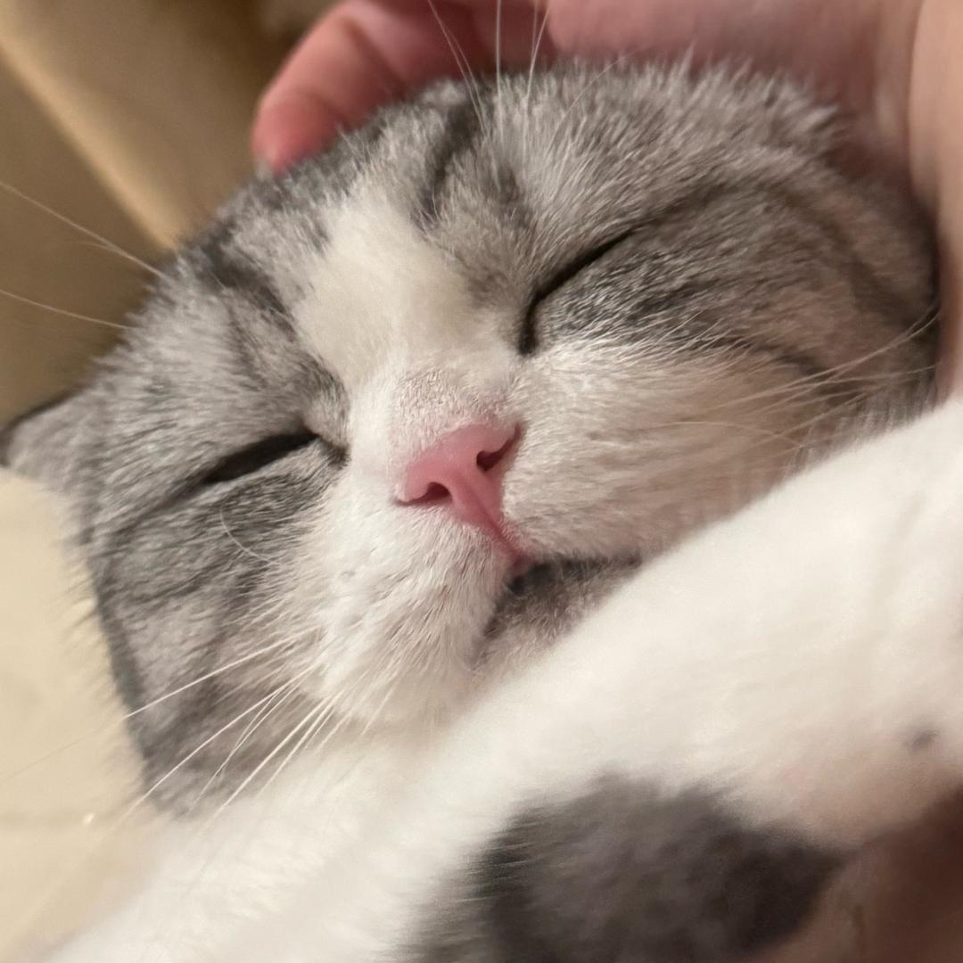 馒头皮皮