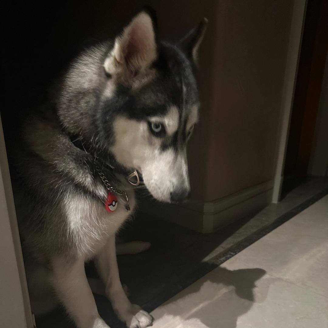 Shadowhusky