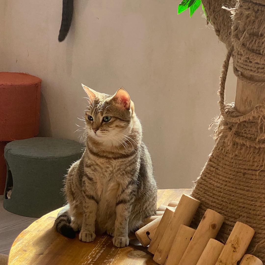 香香举
