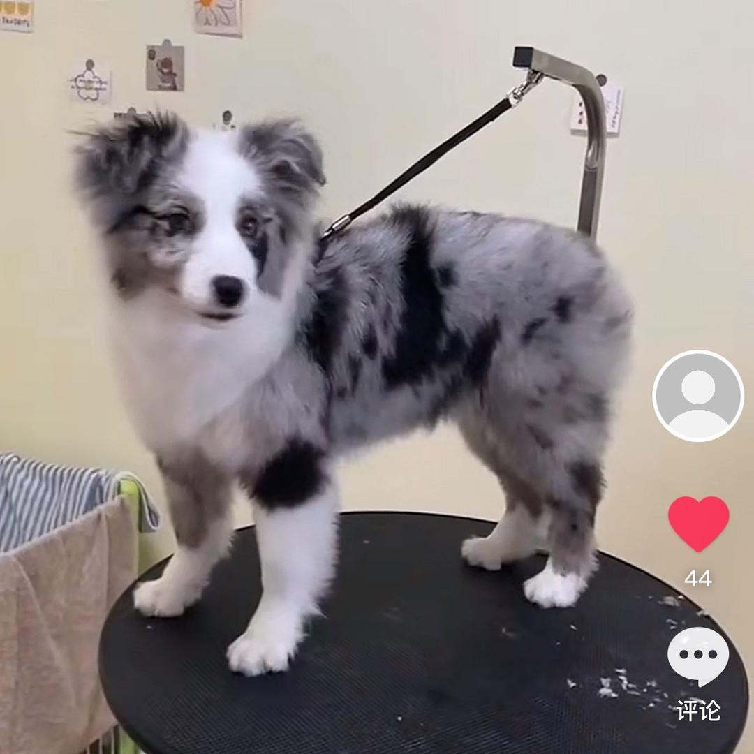 宠爱有家边牧犬舍