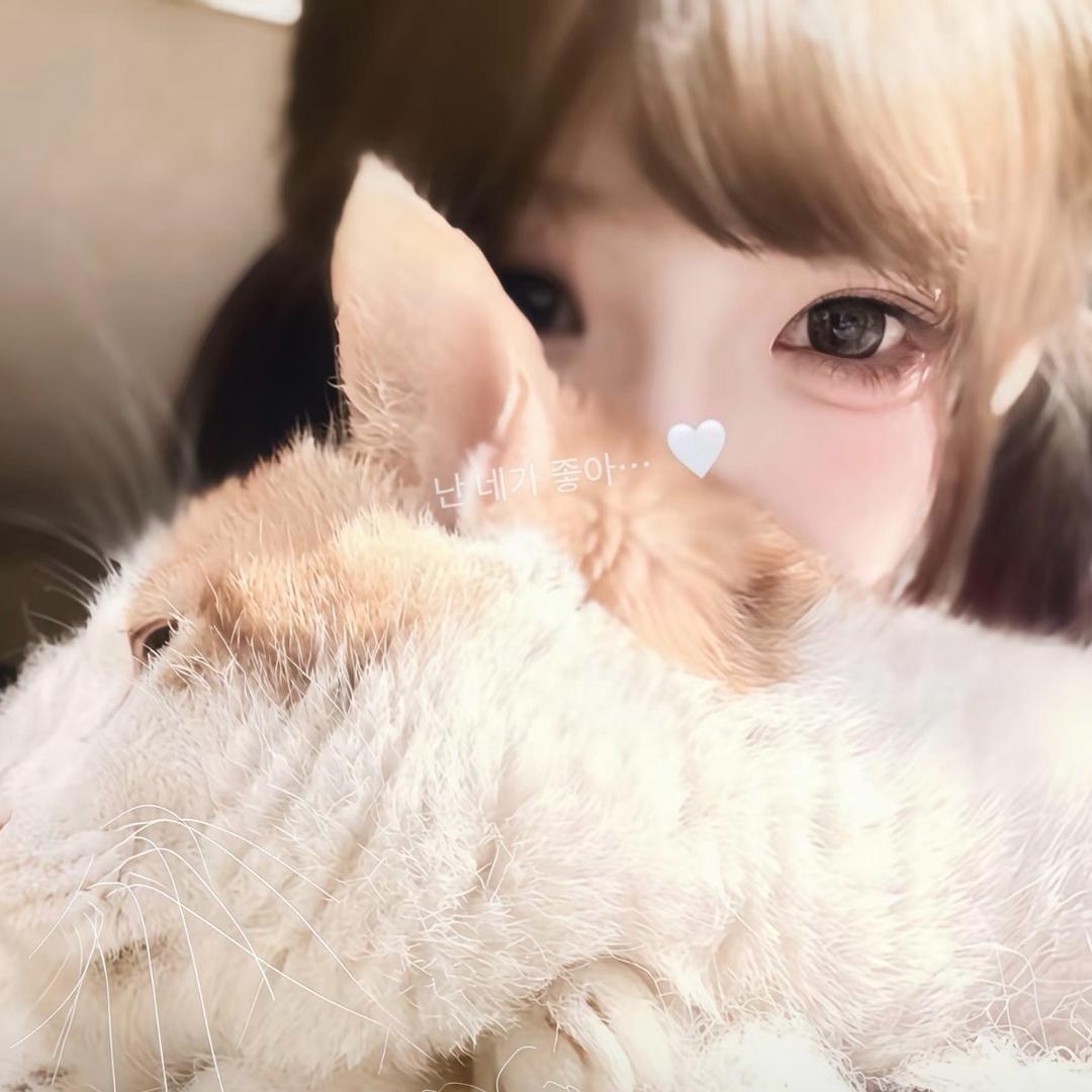 猫耳