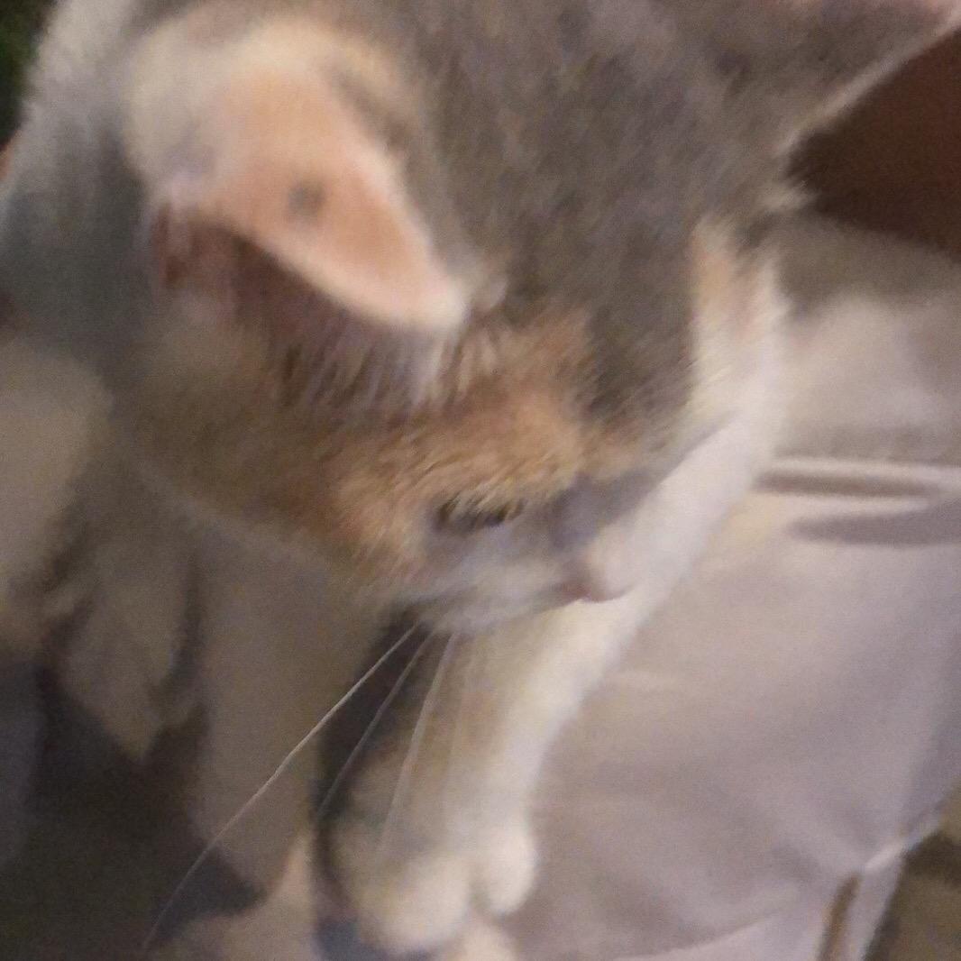 一只小怜怜