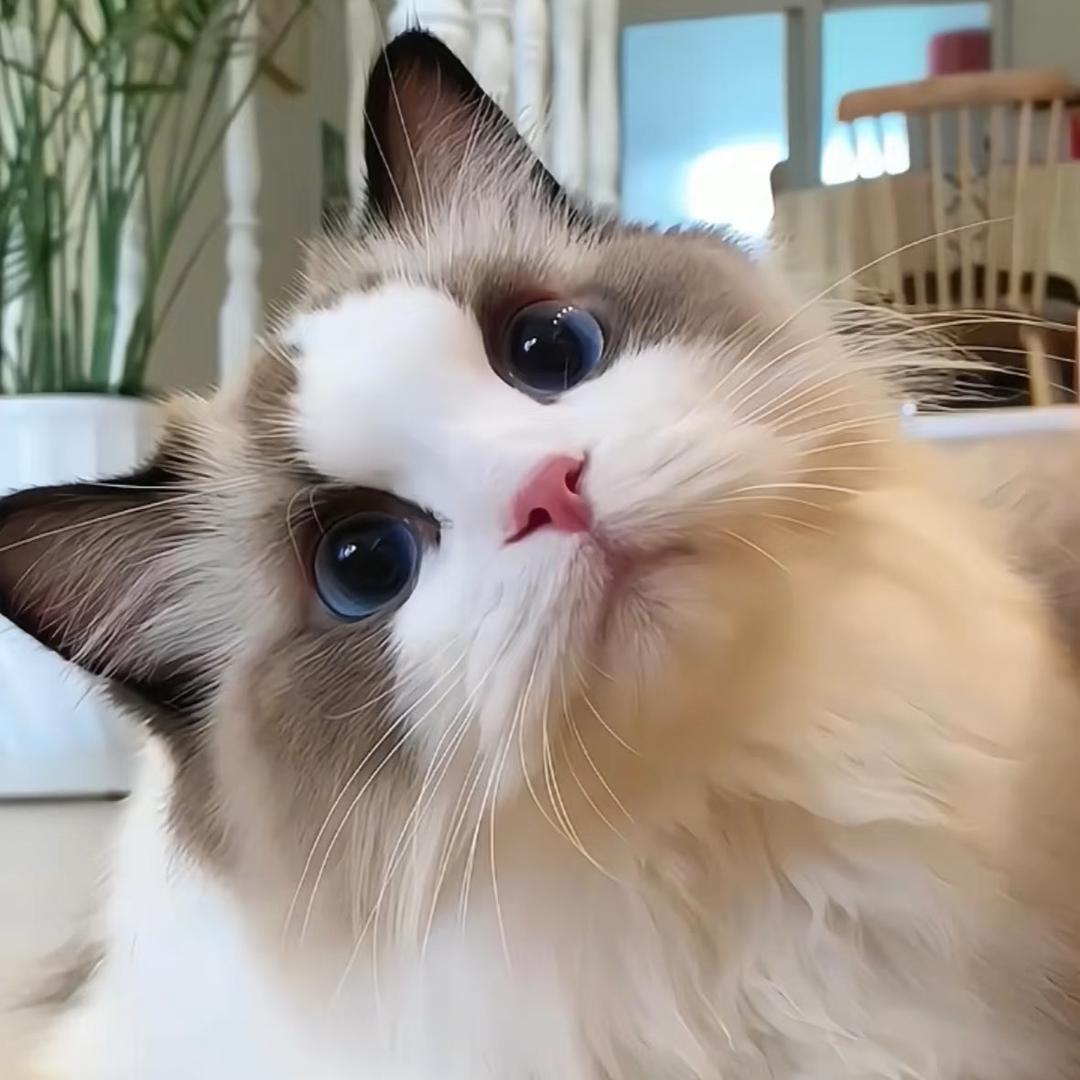 石头剪子布偶猫