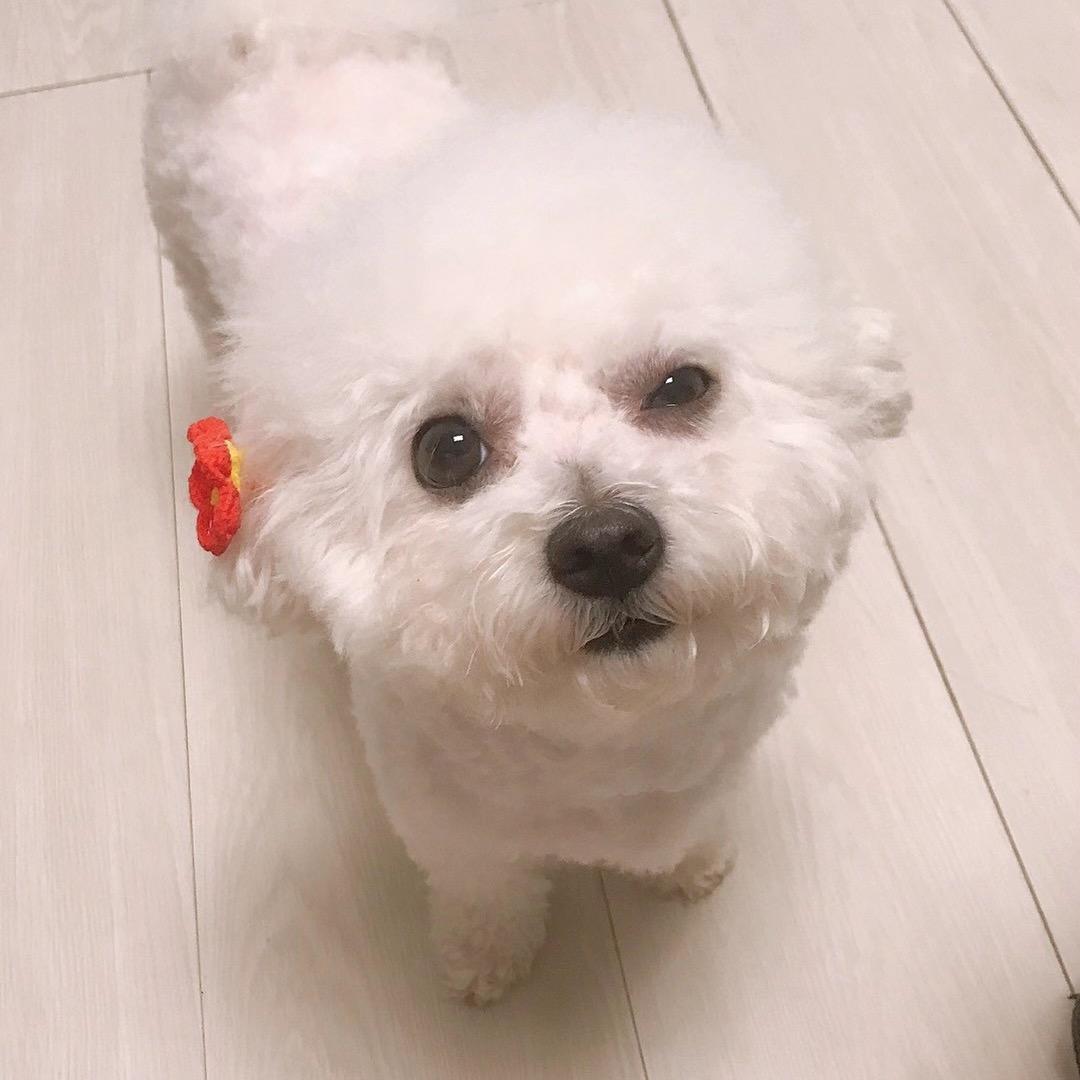 🌼하쿠나마타타🌼