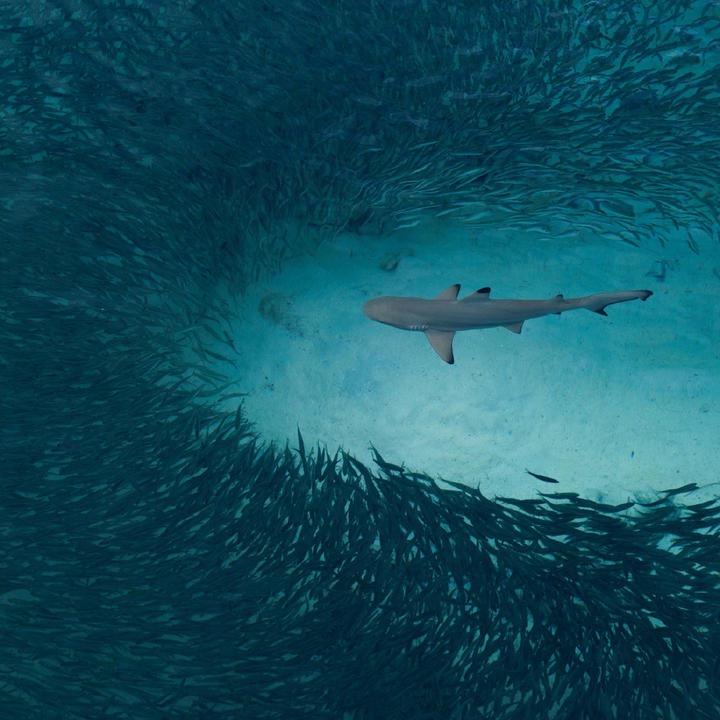 恒盛水宠用品贸易雷龙鱼