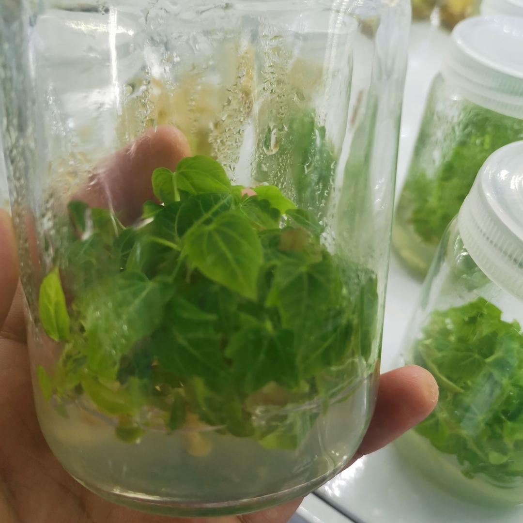 植物组培繁育