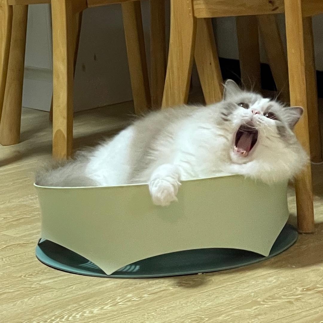 好困和他的猫猫们