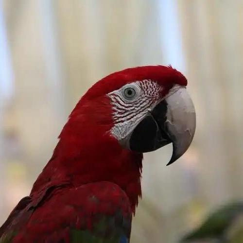 萌宠动物之鹦鹉科普