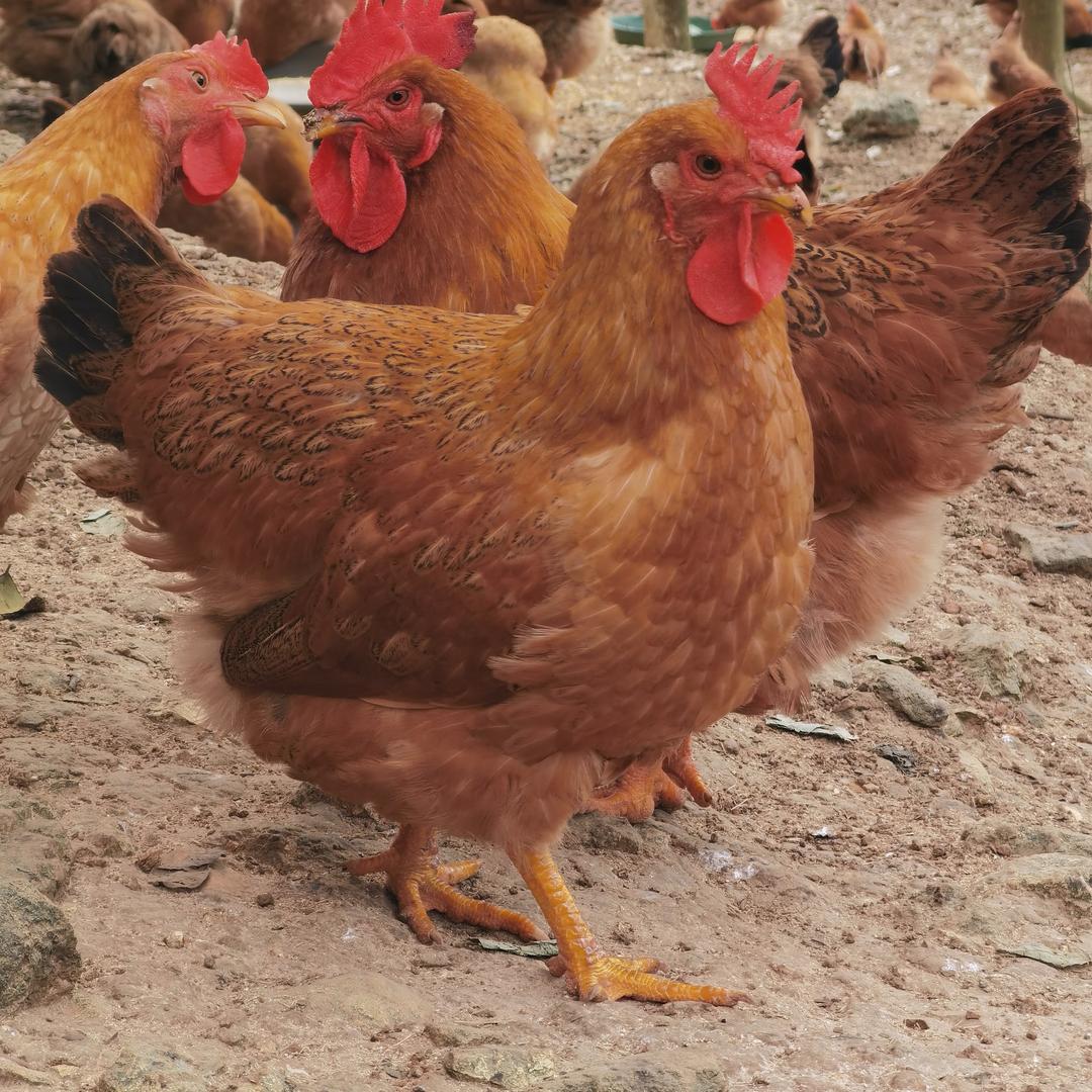 敏婷农产品鸡鸭批发零售