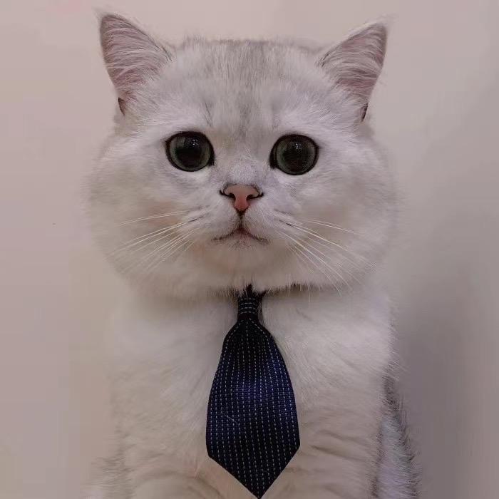 鱼酥烤鱼饭（量超大版）