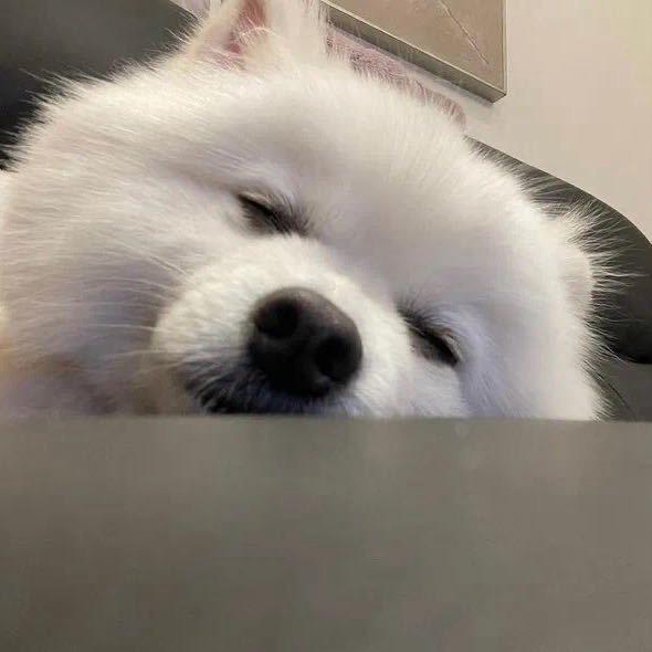 🫧其实我素贰柒