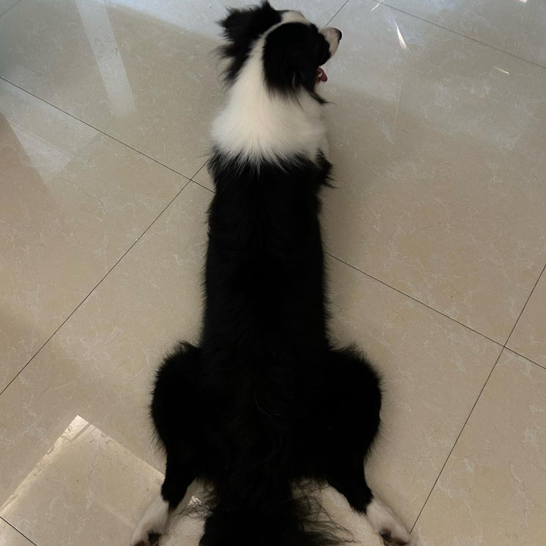 爱吃大米饭