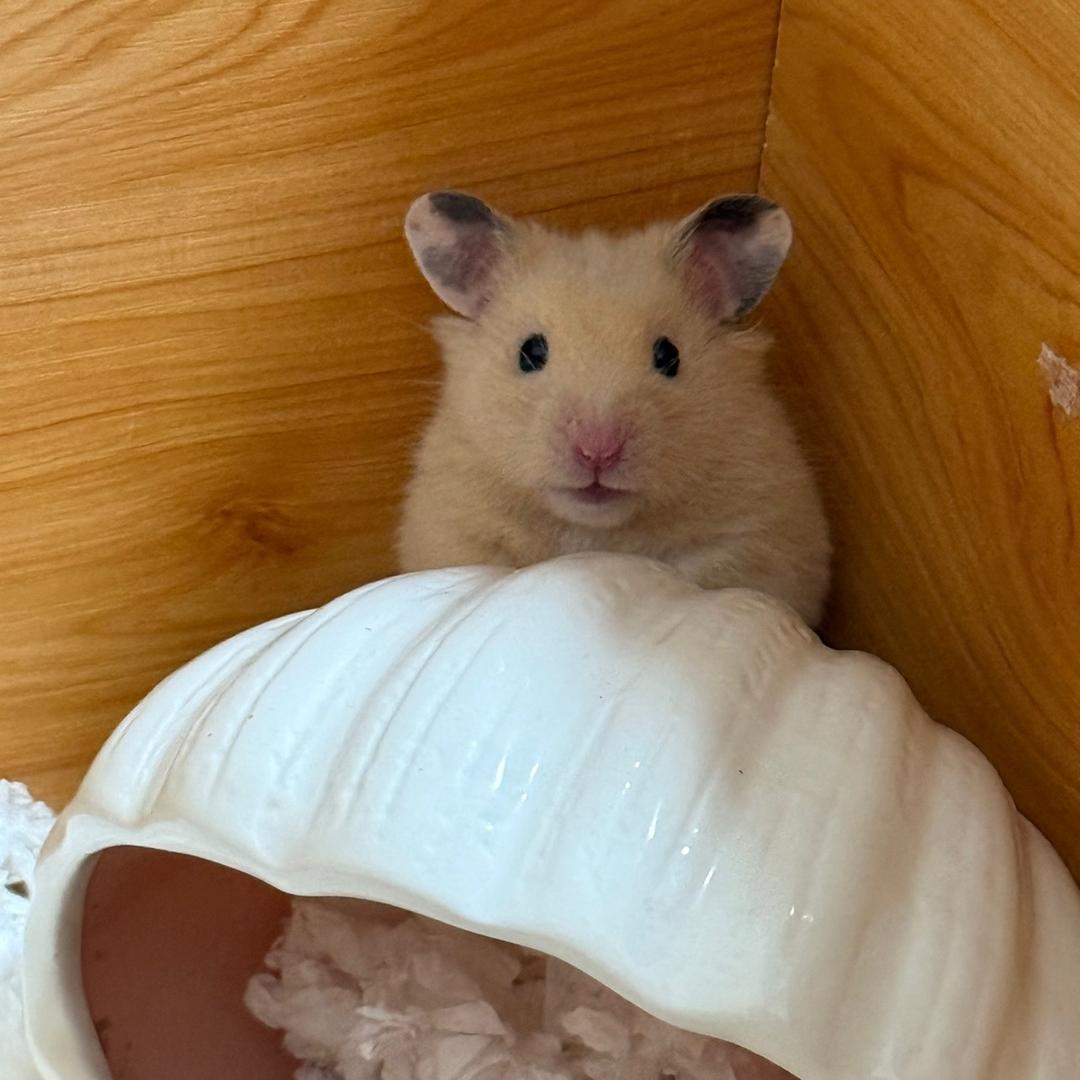 这是赵胖点啊～🐷
