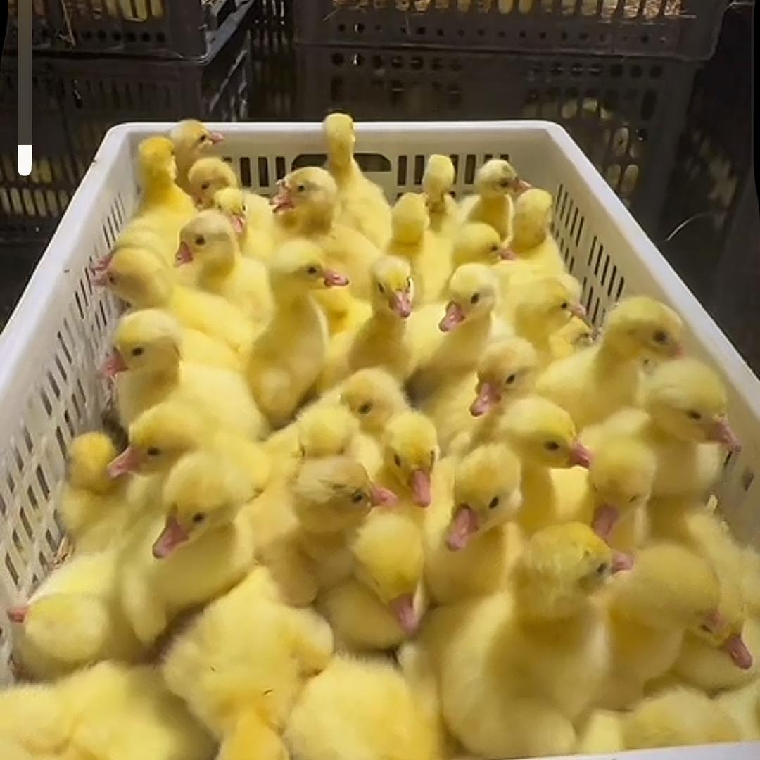 周成九甄选好货铺