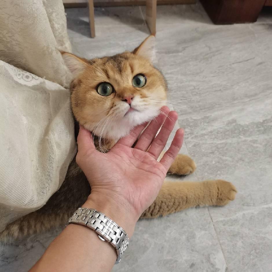 林同学（五香盐焗鹌鹑蛋）