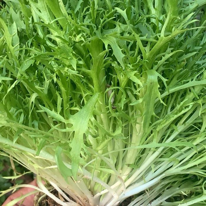 柠檬🍋🍋🍋🍋🍋🍋