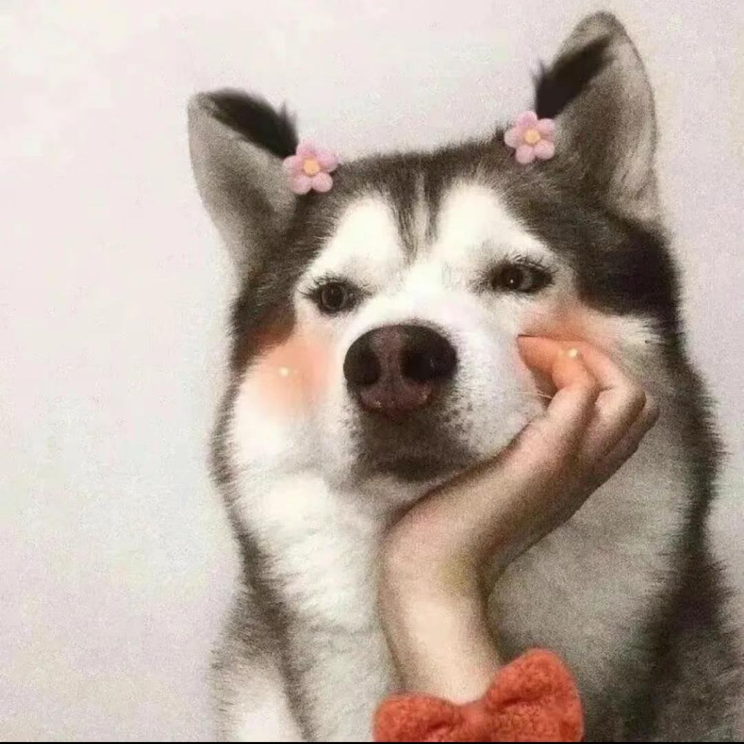 小黄🌸