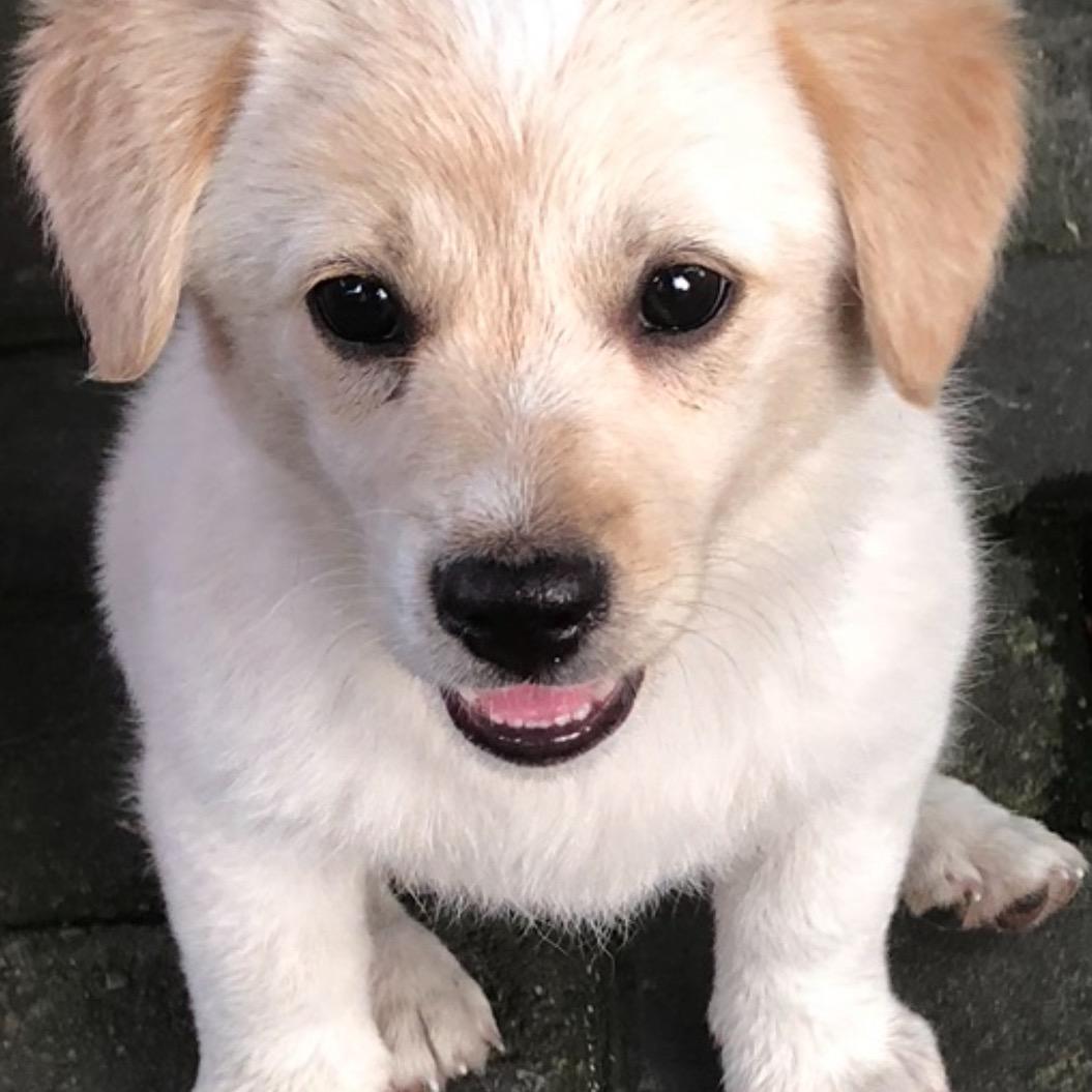 ⛄️巴🐶