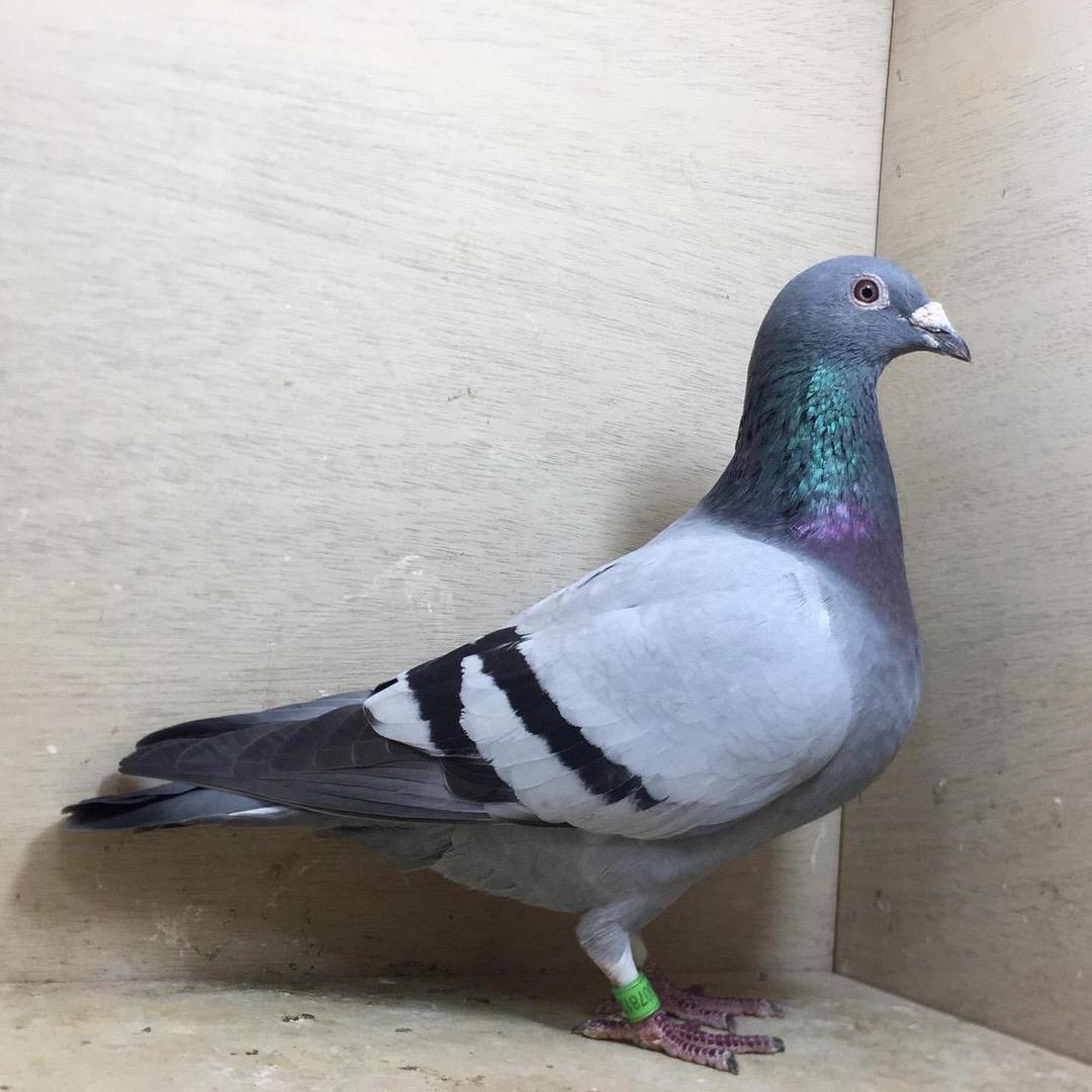 揭阳信鸽零售批发