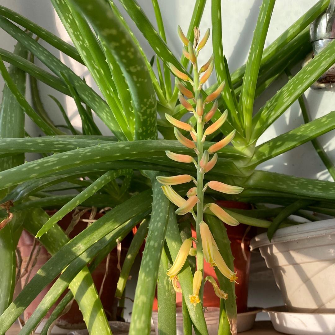 (互)学吧妈妈育儿经