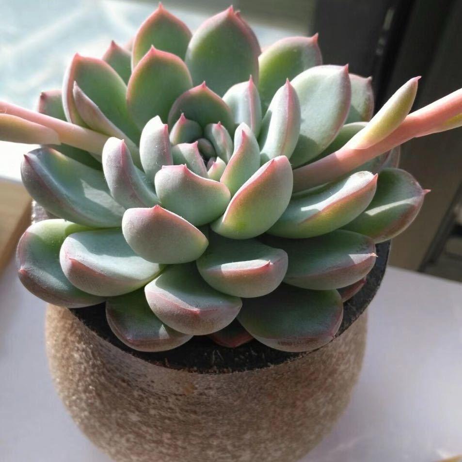 健康🎄平安🐯