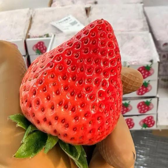 丹东泽润水果(草莓季)