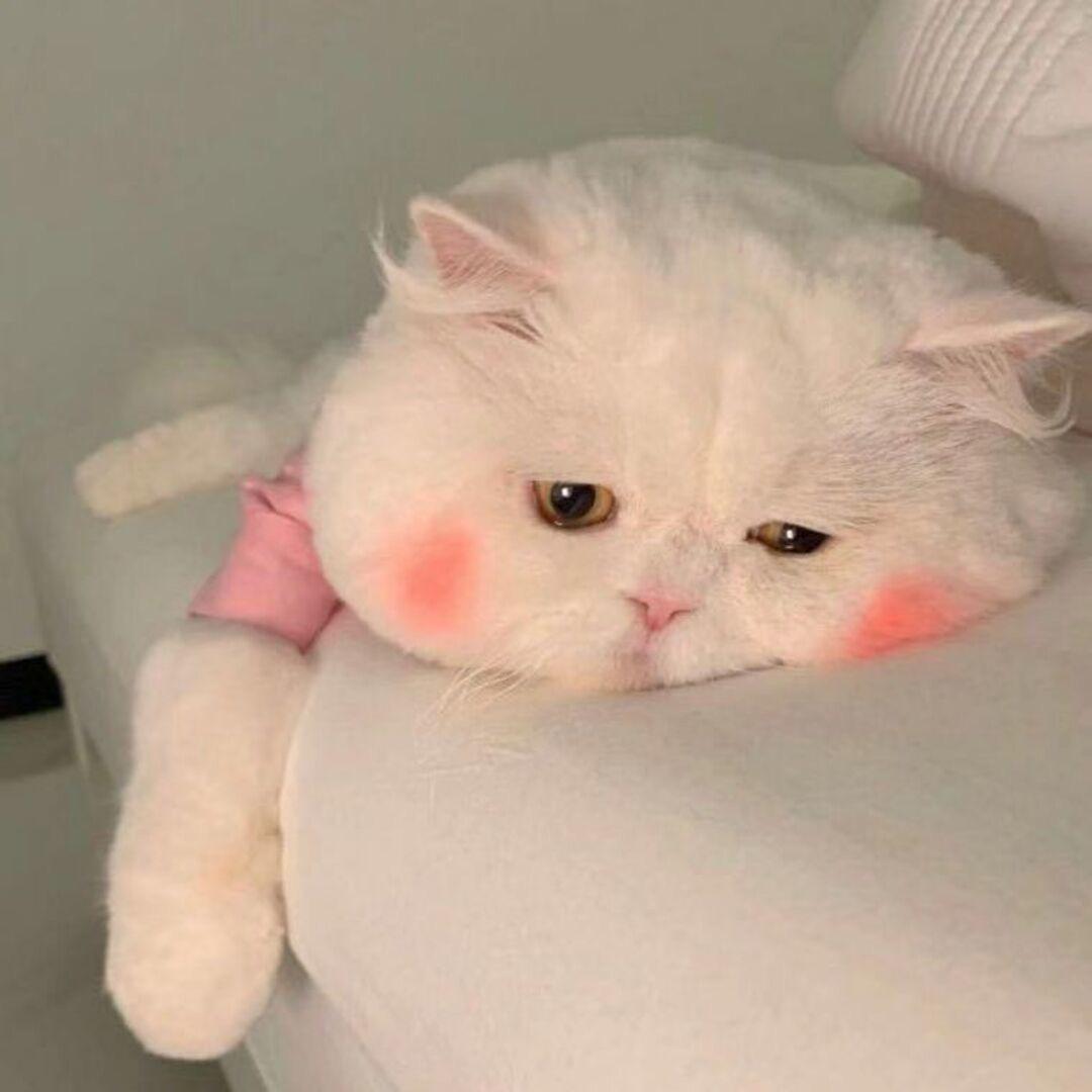 椿.