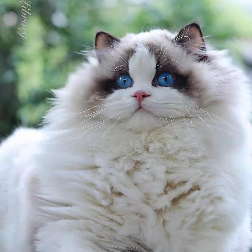 Doll小耳朵布偶猫舍