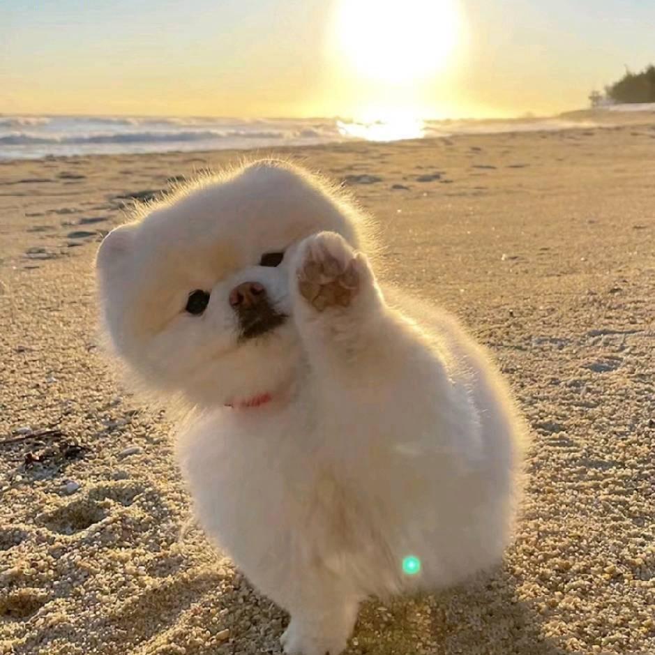 小小🐏