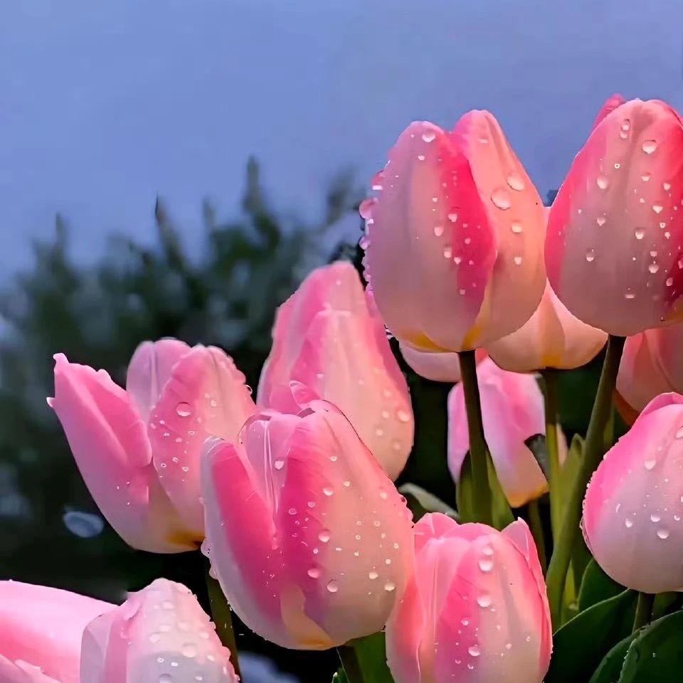 潘潘