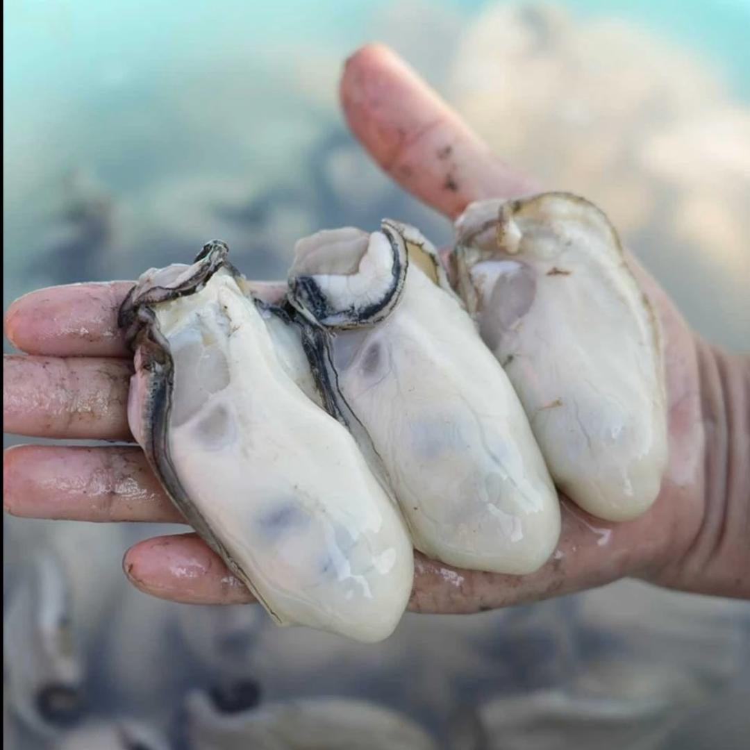 蚝友记